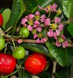 آسرولا مکزيکي